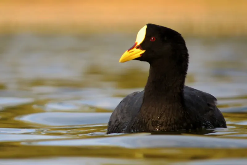 AVES